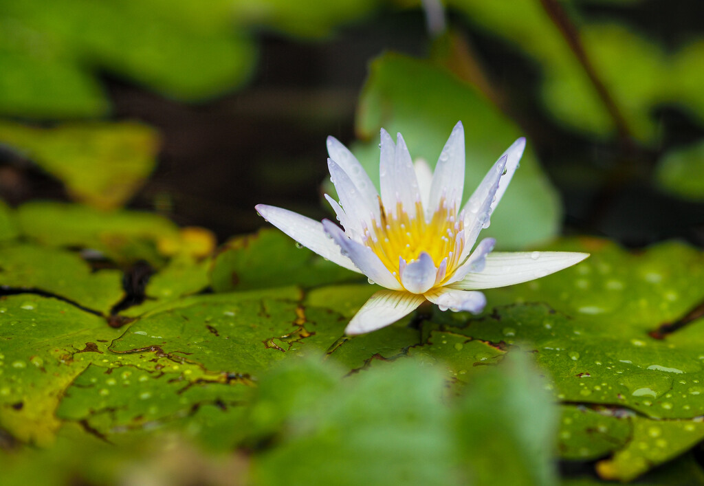 Water Lily in a Pot by ianjb21