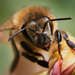 Bee by 365projectclmutlow
