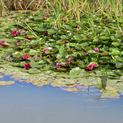 21st Aug 2023 - Lily pad