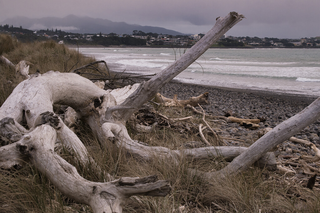 Waiwakaiho with driftwood by dkbarnett