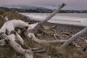 24th Aug 2023 - Waiwakaiho with driftwood