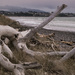 Waiwakaiho with driftwood by dkbarnett