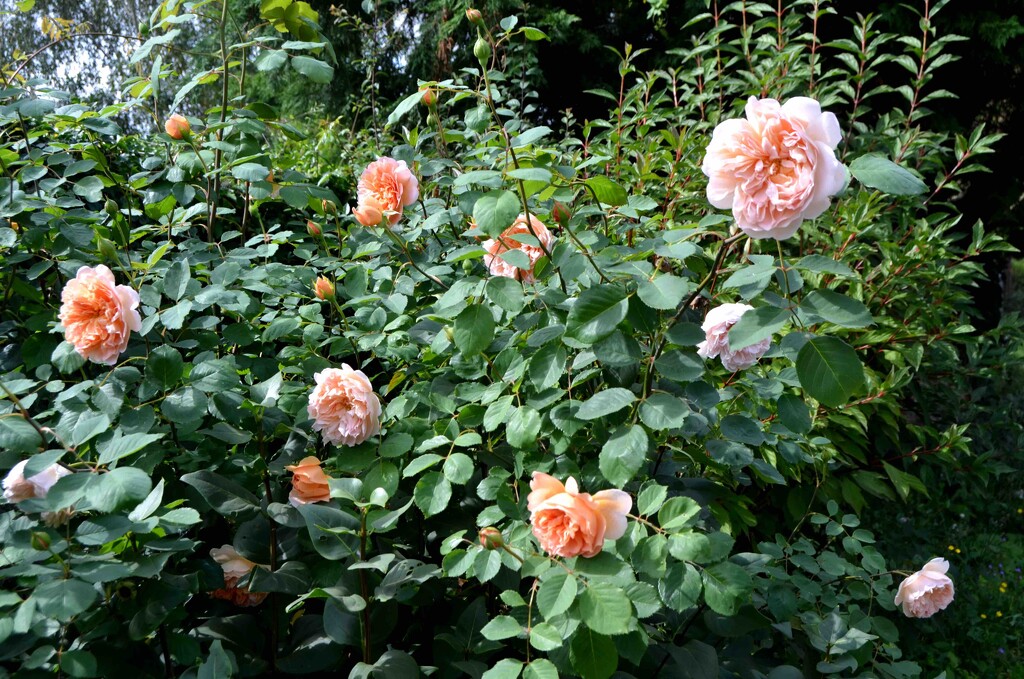 Tea Clipper Roses by arkensiel