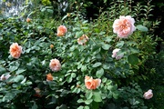 25th Aug 2023 - Tea Clipper Roses
