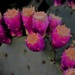 Aug 24 Prickly Pear by sandlily