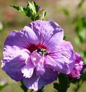 25th Aug 2023 - Rose Of Sharon