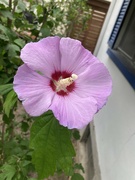 25th Aug 2023 - R Is for Rose of Sharon 