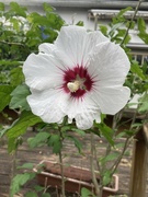 25th Aug 2023 - White Rose of Sharon 