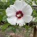 White Rose of Sharon  by spanishliz