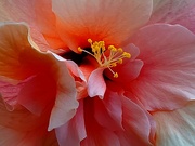 18th Aug 2023 - Hibiscus Blossom 