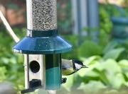 25th Aug 2023 - Great tit
