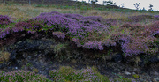 25th Aug 2023 - Dark Heather