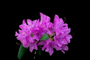 2nd Jun 2023 - Pink Rhododendron