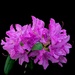 Pink Rhododendron by mdaskin