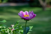 4th Jun 2023 - Side view of a peony
