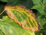 25th Aug 2023 - Multi coloured dream leaf