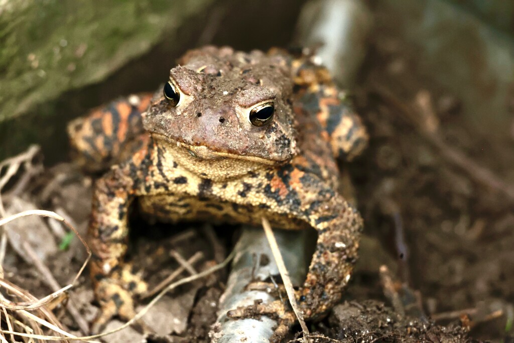 American Toad? by corinnec
