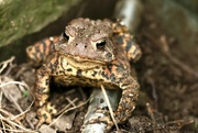 25th Aug 2023 - American Toad?
