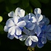 Plumbago by jeremyccc