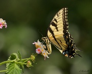 25th Aug 2023 - LHG_7683 Eastern Tiger swallowtail