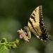 LHG_7683 Eastern Tiger swallowtail by rontu