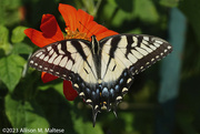 25th Aug 2023 - Female Tiger Swallowtail