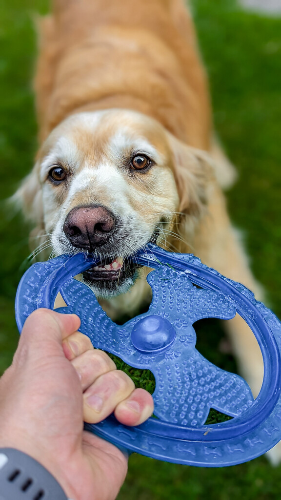 Tug O' War by aydyn