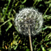 Dandelion artistic by larrysphotos