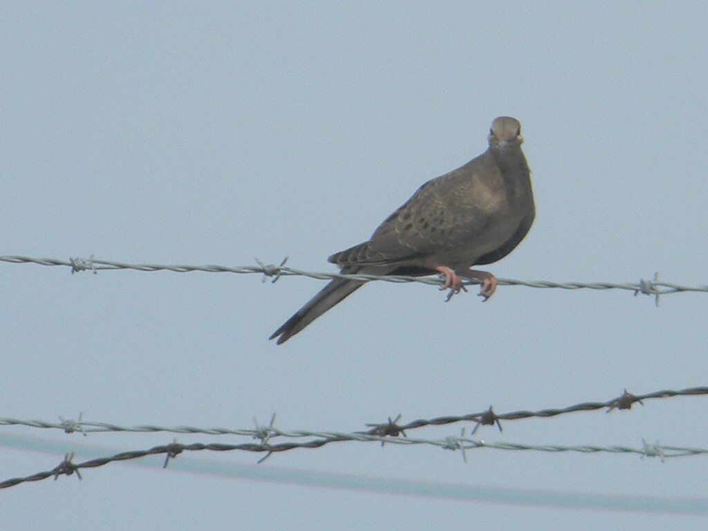Mourning Dove on Fence  by sfeldphotos