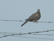 25th Aug 2023 - Mourning Dove on Fence 