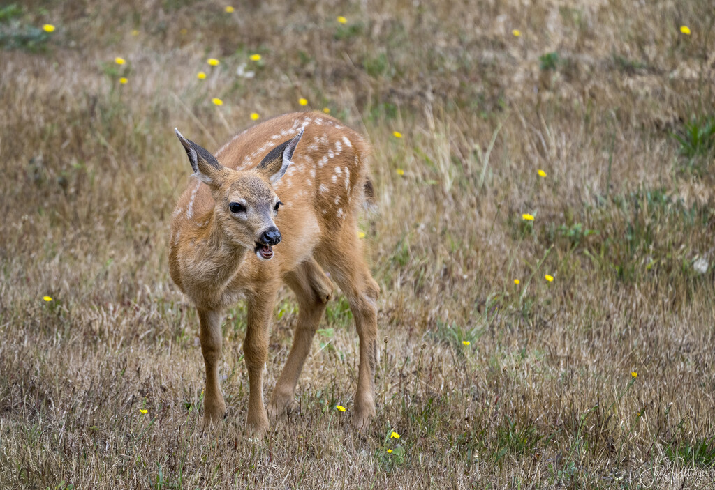 Fawn Calling Mom by jgpittenger
