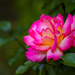 Two Toned Rose  by jgpittenger
