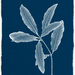 Cyanotype... not