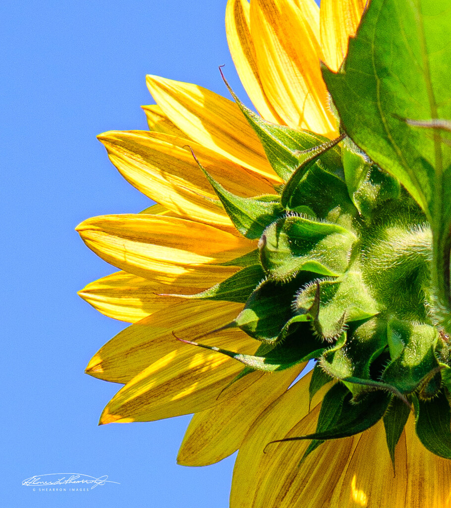 Back of sunflower in the sun by ggshearron