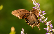 25th Aug 2023 - Palamedes Swallowtail!