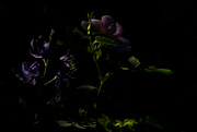 25th Aug 2023 - Blooms in the shadows