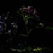 Blooms in the shadows by joysabin