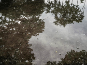 25th Aug 2023 - Puddle Reflection