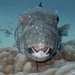 puffer fish by wh2021