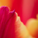 Tulip by 365projectclmutlow