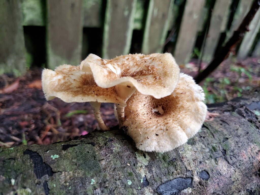 Mushrooms by mimiducky