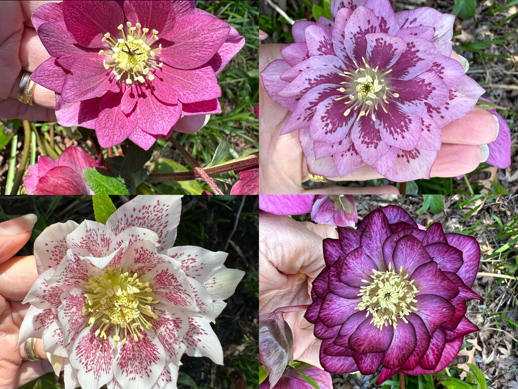 Hellebores by pusspup