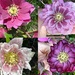 Hellebores by pusspup