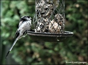 26th Aug 2023 - At last he's got the feeder to himself