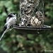 At last he's got the feeder to himself by rosiekind