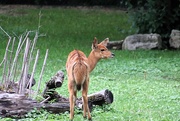 10th Aug 2023 - Young Antelope 