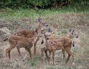 26th Aug 2023 - Four Fawns 