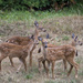 Four Fawns  by jgpittenger