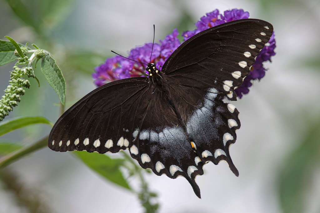 Saturday Spicebush Swallowtail Butterfly by berelaxed