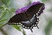 26th Aug 2023 - Saturday Spicebush Swallowtail Butterfly